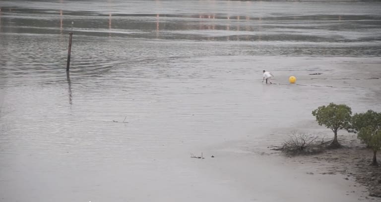 Guandu Tide Reversed 2022