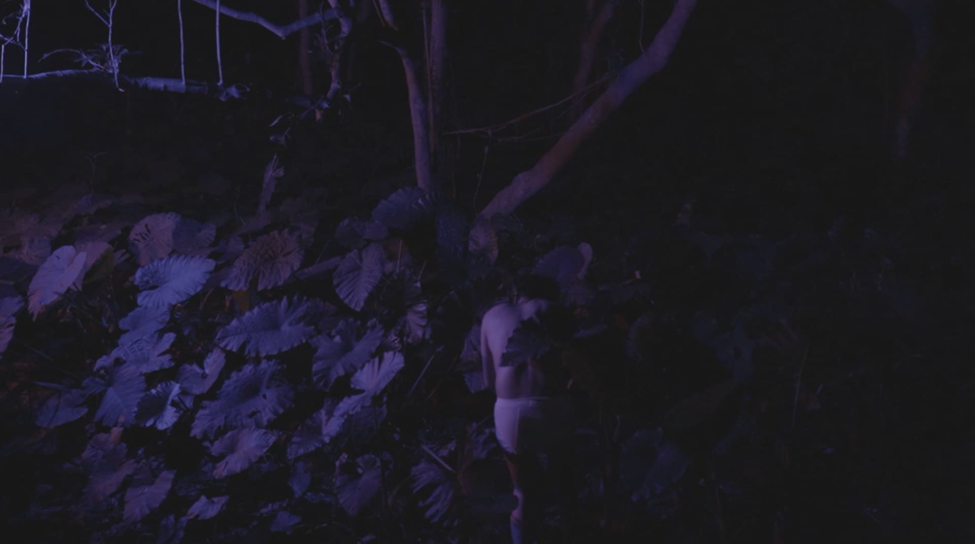 Rewilding 3